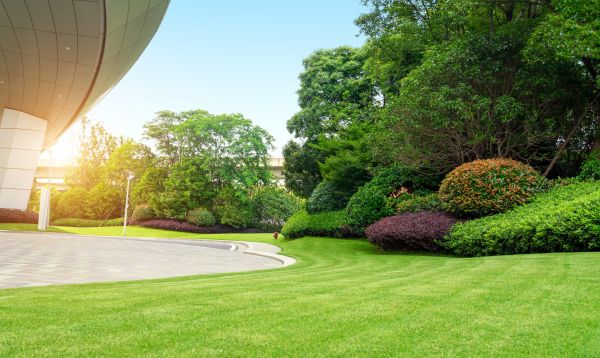 Commercial Shrub Trimming in Springdale