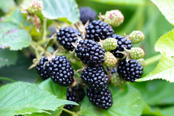 Blackberry Bush Removal in Springdale