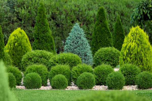 Cost of Bush Shaping Service in Springdale