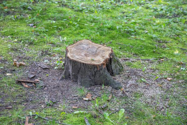 Bush Stump Removal in Springdale