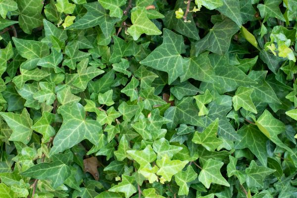 Cost of English Ivy Removal in Springdale