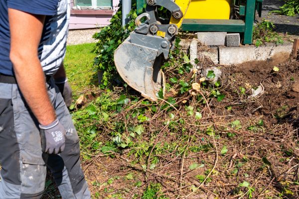 Hedge Removal Service in Springdale