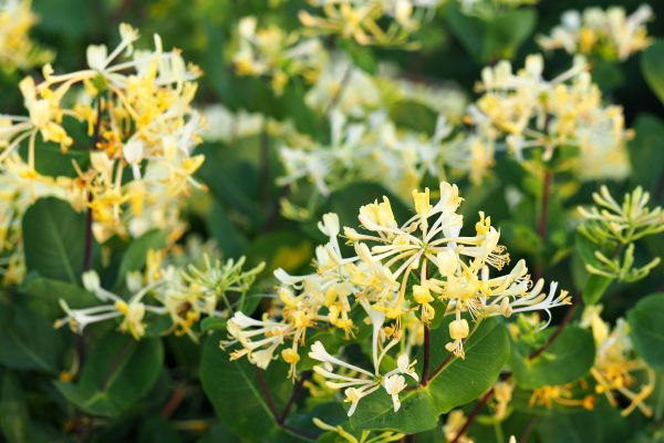 Cost of Honeysuckle Removal in Springdale