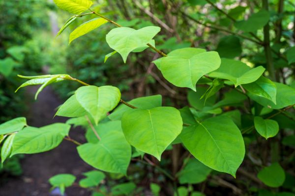 Cost of Invasive Plant Removal in Springdale