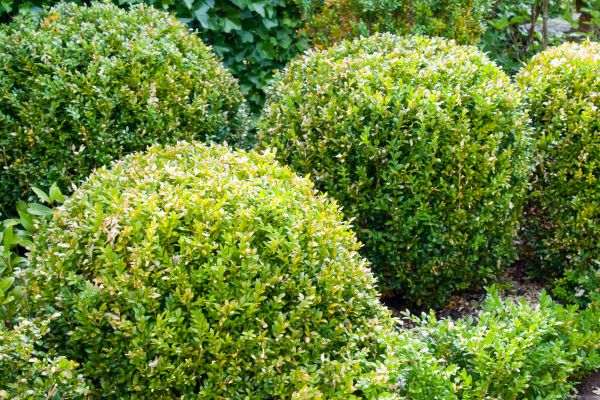 Cost of Landscape Trimming Service in Springdale