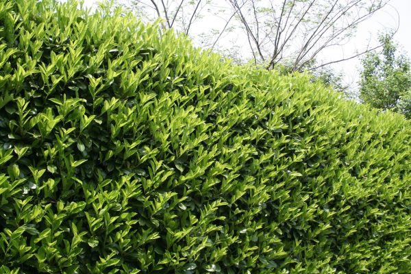 Cost of Laurel Removal in Springdale