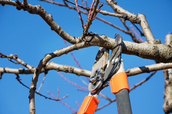 Cost of Pruning Service in Springdale
