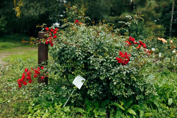 Cost of Rose Bush Removal in Springdale