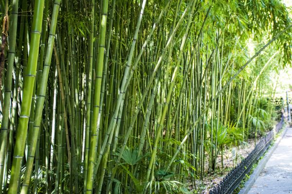 Cost of Bamboo Root Removal in Springdale