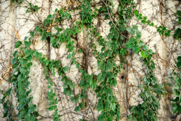 Cost of Vine Removal Service in Springdale