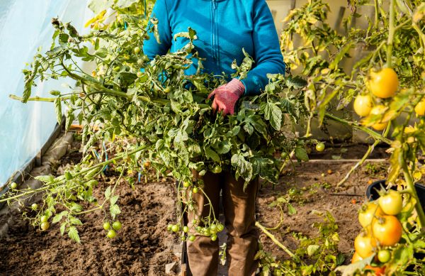 Cost of Garden Plant Removal in Springdale