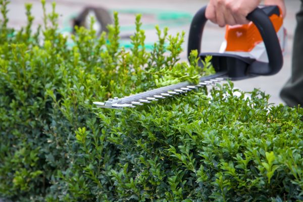 Hedge Shearing in Springdale