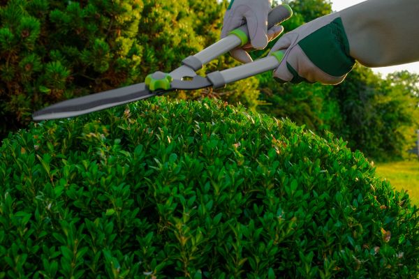 Cost of Topiary Shearing in Springdale