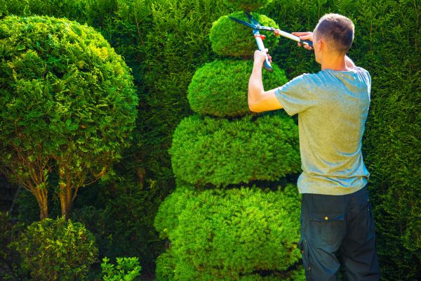Cost of Topiary Shaping in Springdale