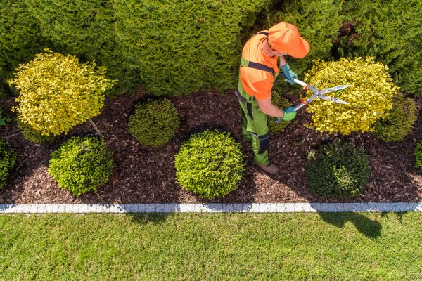Cost of Topiary Trimming in Springdale