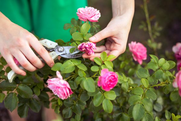 Cost of Rose Shearing in Springdale