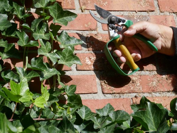 Cost of Ivy Removal Service in Springdale