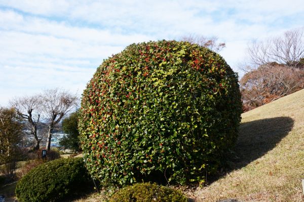 Cost of Holly Trimming in Springdale