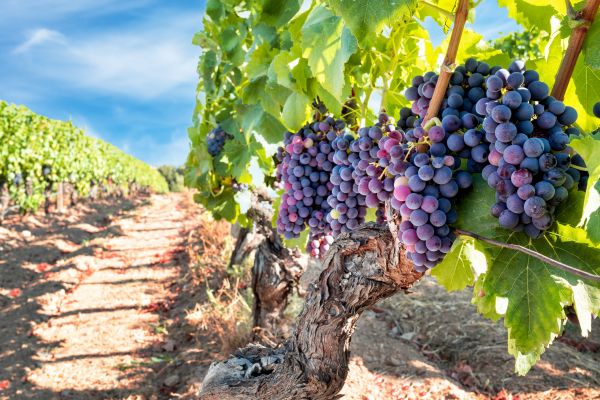 Cost of Grapevine Pruning in Springdale