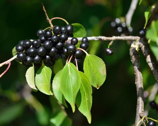Cost of Buckthorn Removal in Springdale