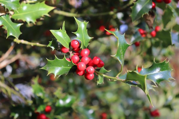 Cost of Holly Tree Trimming in Springdale