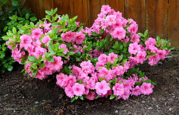 Cost of Azaleas Removal in Springdale