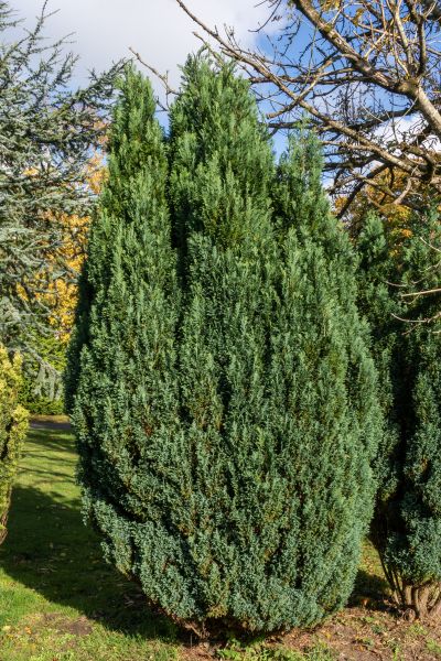 Cost of Juniper Trimming in Springdale