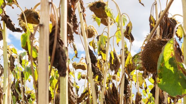 Cost of Dead Plant Removal in Springdale