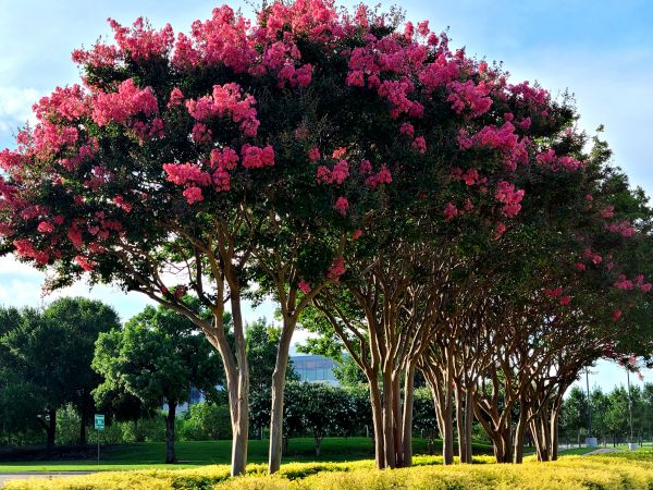 Cost of Crepe Myrtle Pruning in Springdale