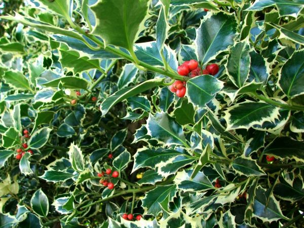Cost of Holly Bushes Trimming in Springdale