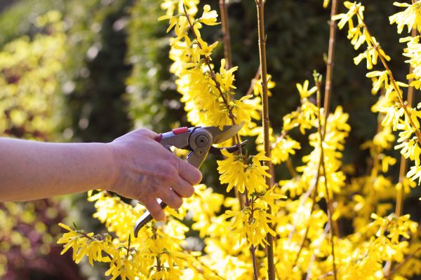 Forsythia Pruning in Springdale