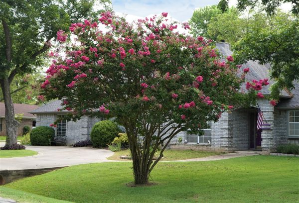 Crepe Myrtle Trimming in Springdale