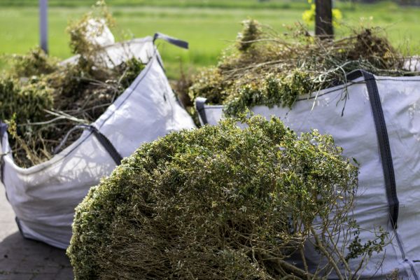 Cost of Shrubs Removal in Springdale