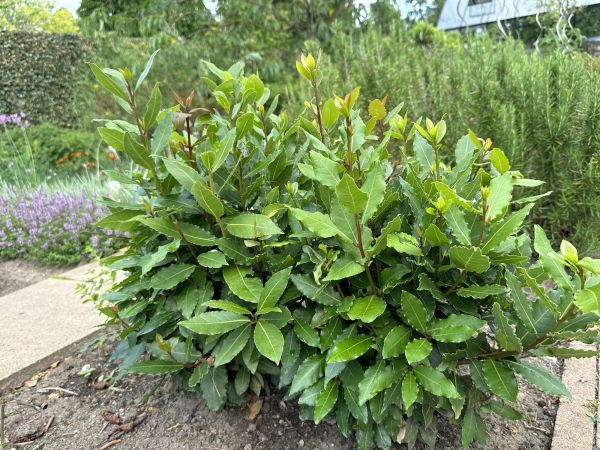 Cost of Laurel Hedge Removal in Springdale