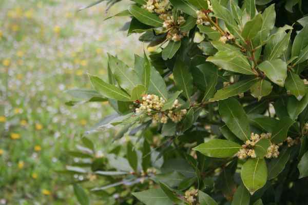 Cost of Laurel Trimming in Springdale