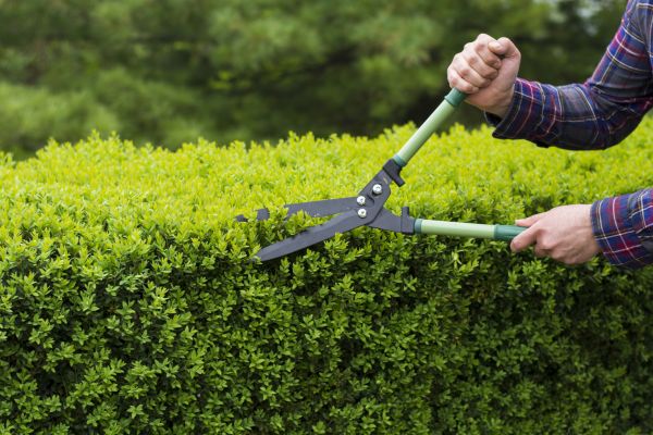 Cost of Evergreen Shrub Pruning in Springdale