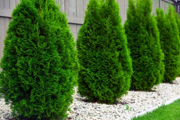 Cost of Arborvitae Shaping in Springdale
