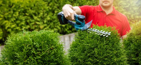 Cost of Hedge Shaping Service in Springdale
