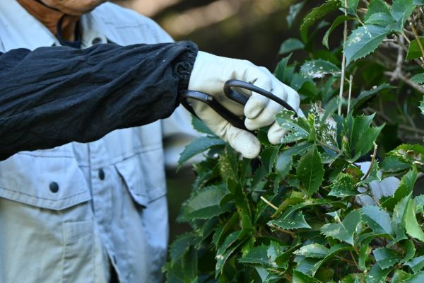 Holly Pruning in Springdale