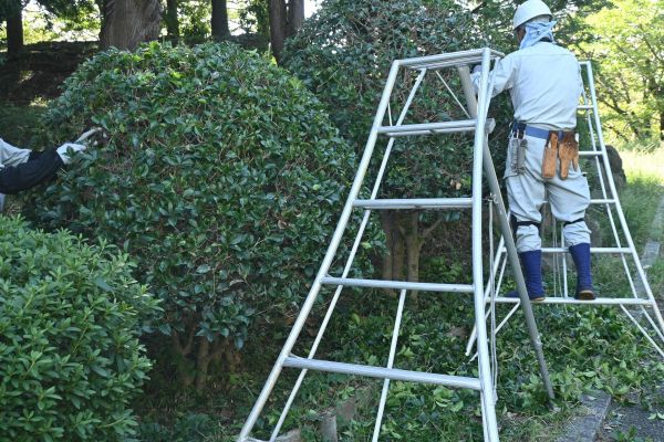 Cost of Holly Shaping in Springdale