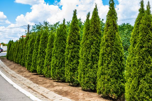 Cost of Arborvitae Shearing in Springdale