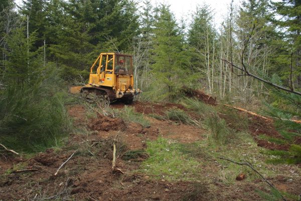 Cost of Shrubbery Clearing in Springdale
