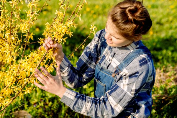 Cost of Forsythia Trimming in Springdale