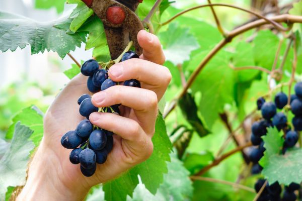 Cost of Vineyard Pruning in Springdale
