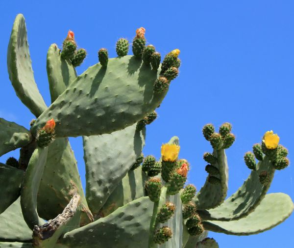 Cost of Cactus Removal in Springdale