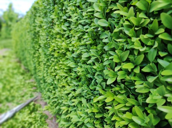 Cost of Boxwood Pruning in Springdale