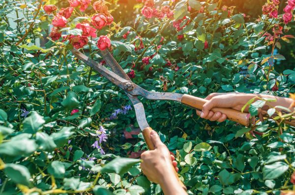 Knockout Roses Pruning in Springdale