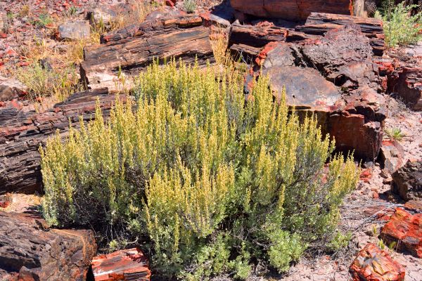 Cost of Sagebrush Removal in Springdale