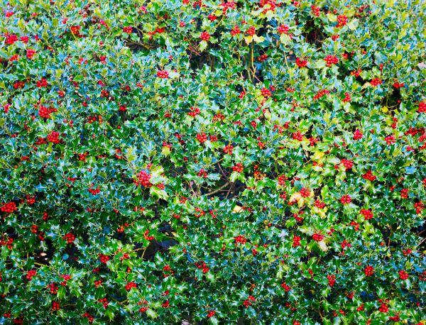 Cost of Holly Bush Removal in Springdale