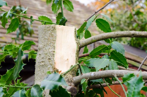 Cost of Holly Tree Removal in Springdale